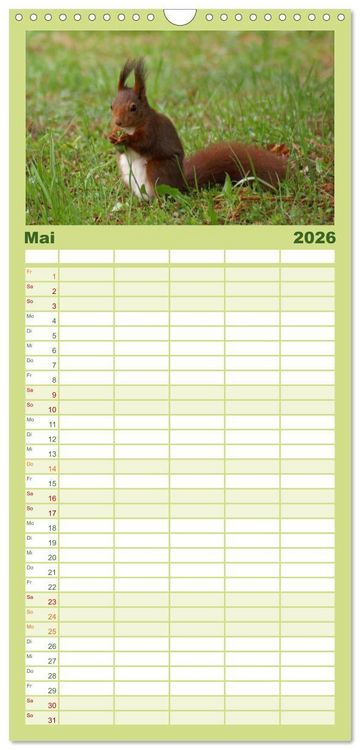 Produktbild: Familienplaner 2026 - Das heimliche Leben der Eichh&ouml;rnchen mit 5 Spalten (Wandkalender, 21 x 45 cm) CALVENDO