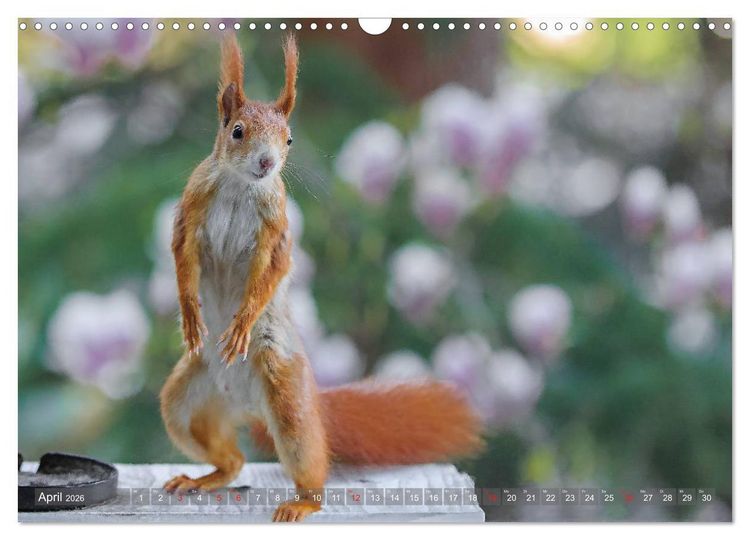 Produktbild: Eichh&ouml;rnchen am Fenster (Wandkalender 2026 DIN A3 quer), CALVENDO Monatskalender