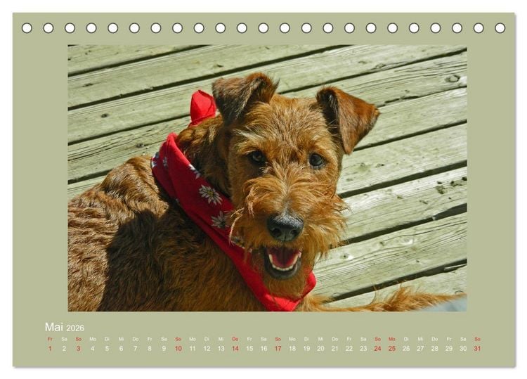 Produktbild: Kelly, der Irish Terrier - innen und au&szlig;en aus Gold (Tischkalender 2026 DIN A5 quer), CALVENDO Monatskalender