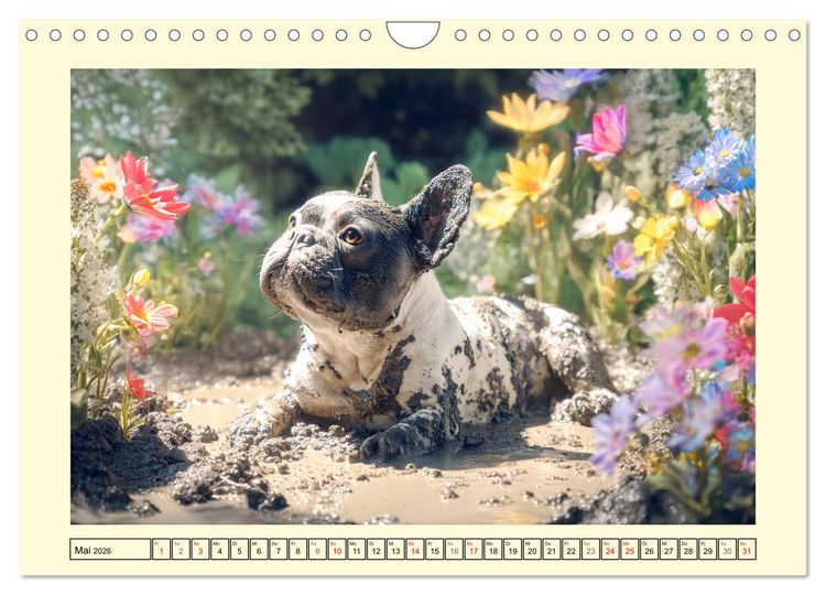 Produktbild: Fledermaus Alarm. Franz&ouml;siche Bulldoggen in der Natur (Wandkalender 2026 DIN A4 quer), CALVENDO Monatskalender