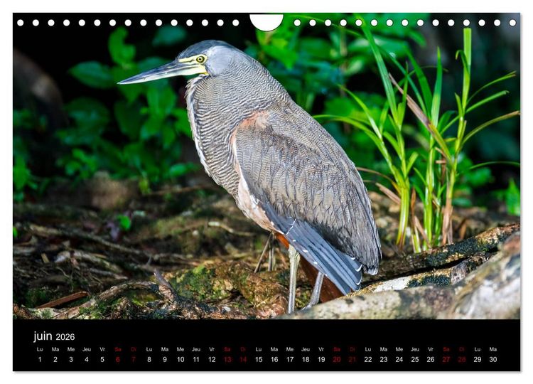 Produktbild: Costa Rica Paradis de la Biodiversit&eacute; (Calendrier mural 2026 DIN A4 vertical), CALVENDO calendrier mensuel