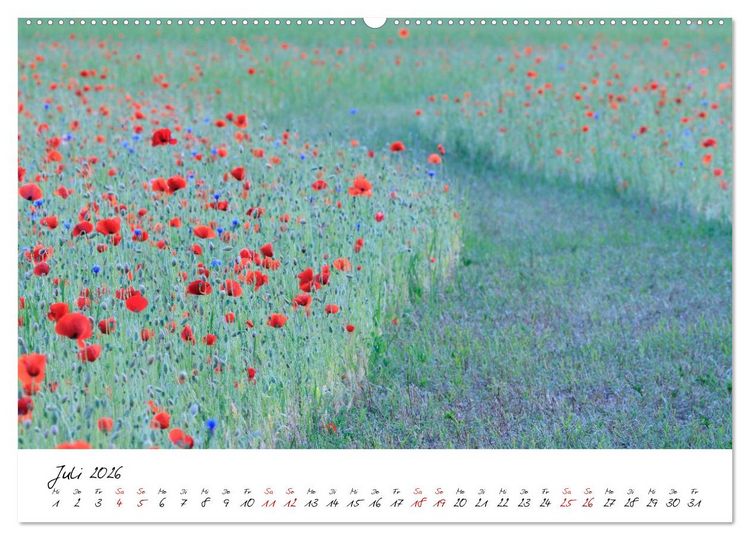Produktbild: Mohnwiesen (Wandkalender 2026 DIN A2 quer), CALVENDO Monatskalender