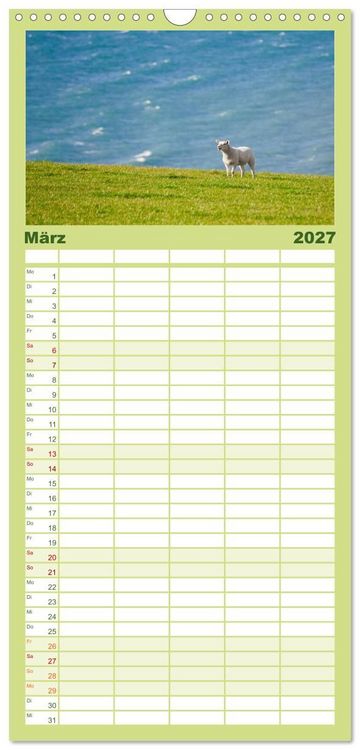 Produktbild: Familienplaner 2027 - Schafe - Weich und wollig mit 5 Spalten (Wandkalender, 21 x 45 cm) CALVENDO