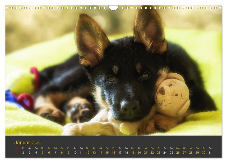 Produktbild: Deutscher Sch&auml;ferhund-Welpe - aus der Ostdeutschen Arbeitslinie (Wandkalender 2026 DIN A3 quer), CALVENDO Monatskalender
