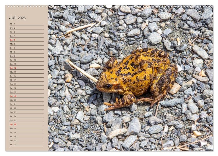Produktbild: Wir sind die Stars am Wasser (hochwertiger Premium Wandkalender 2026 DIN A2 quer), Kunstdruck in Hochglanz