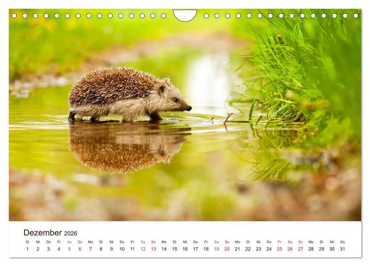 Produktbild: Igel 2026. Tierische Impressionen (Wandkalender 2026 DIN A4 quer), CALVENDO Monatskalender