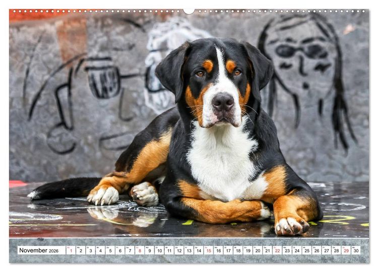 Produktbild: Gro&szlig;er Schweizer Sennenhund (Wandkalender 2026 DIN A2 quer), CALVENDO Monatskalender