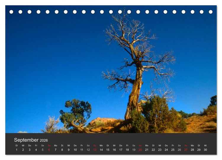 Produktbild: Alte B&auml;ume Alte Veteranen (Tischkalender 2026 DIN A5 quer), CALVENDO Monatskalender
