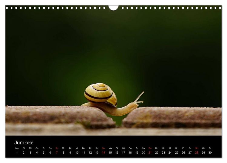 Produktbild: Kleine B&auml;nderschnecke ganz gro&szlig; - Gem&uuml;tlich durch das neue Jahr (Wandkalender 2026 DIN A3 quer), CALVENDO Monatskalender