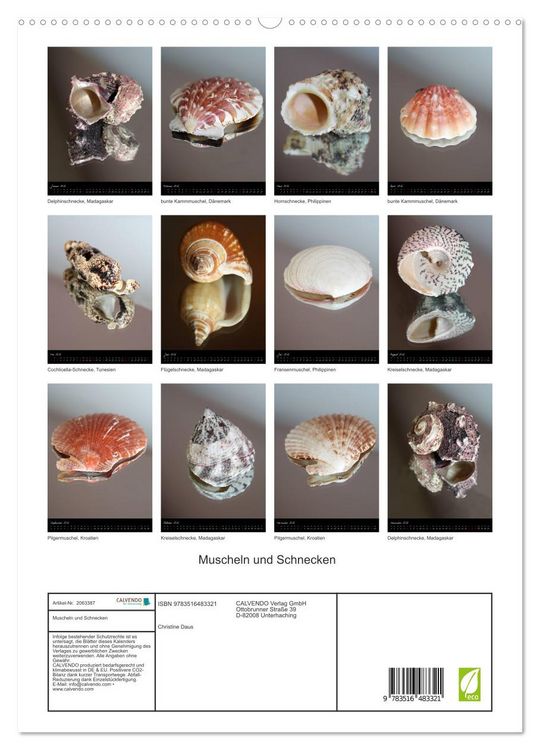 Produktbild: Muscheln und Schnecken (hochwertiger Premium Wandkalender 2026 DIN A2 hoch), Kunstdruck in Hochglanz