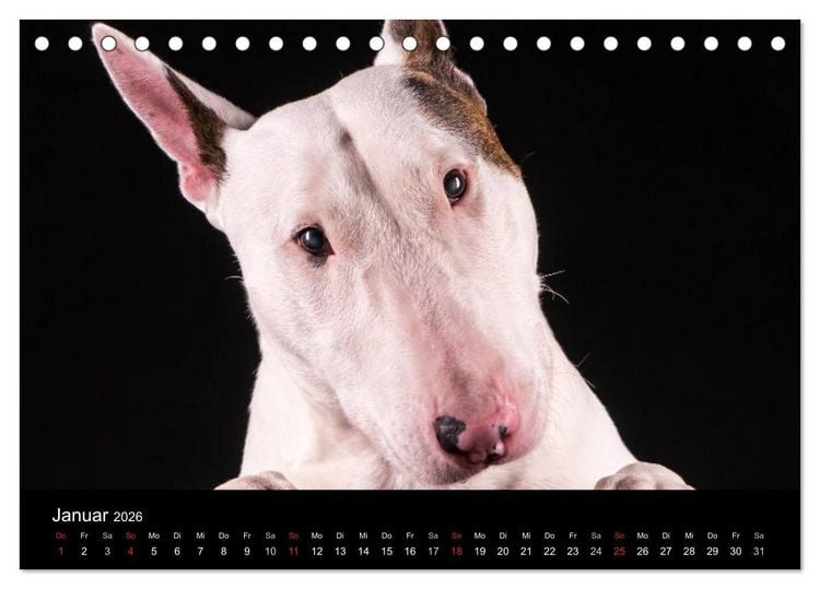 Produktbild: Bullterrier (Tischkalender 2026 DIN A5 quer), CALVENDO Monatskalender