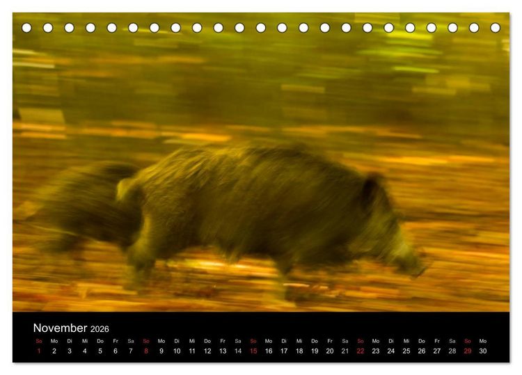 Produktbild: Wilde Wutzen. Das heimische Wildschwein (Tischkalender 2026 DIN A5 quer), CALVENDO Monatskalender