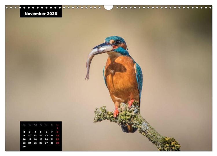 Produktbild: Beautiful birds THE KINGFISHER (Wall Calendar 2026 DIN A3 landscape), CALVENDO 12 Month Wall Calendar
