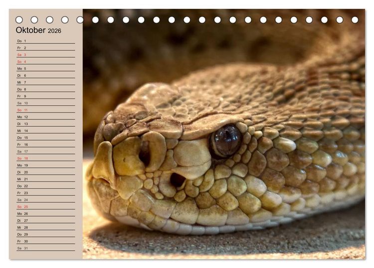 Produktbild: Giftschlangen (Tischkalender 2026 DIN A5 quer), CALVENDO Monatskalender