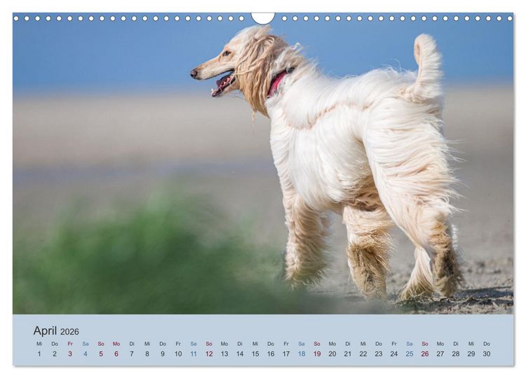 Produktbild: AFGHANISCHE WINDHUNDE 2026 (Wandkalender 2026 DIN A3 quer), CALVENDO Monatskalender