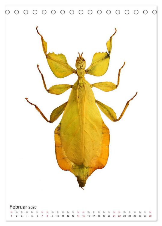 Produktbild: Die sch&ouml;nsten Insekten (Tischkalender 2026 DIN A5 hoch), CALVENDO Monatskalender
