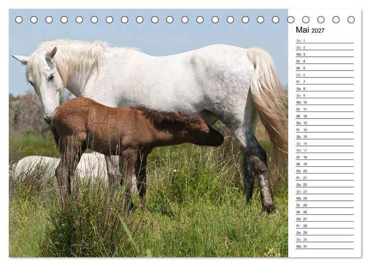 Produktbild: Pferde der Camargue &ndash; Schimmel im Rh&ocirc;nedelta (Tischkalender 2027 DIN A5 quer), CALVENDO Monatskalender