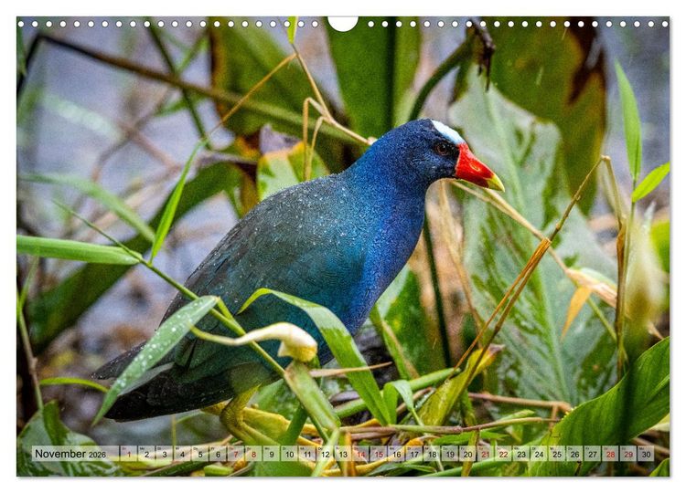 Produktbild: Phantastische Vogelwelt Costa Rica (Wandkalender 2026 DIN A3 quer), CALVENDO Monatskalender