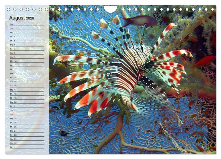 Produktbild: Paradiese im ewigen Blau. Die bunte Unterwasserwelt (Wandkalender 2026 DIN A4 quer), CALVENDO Monatskalender