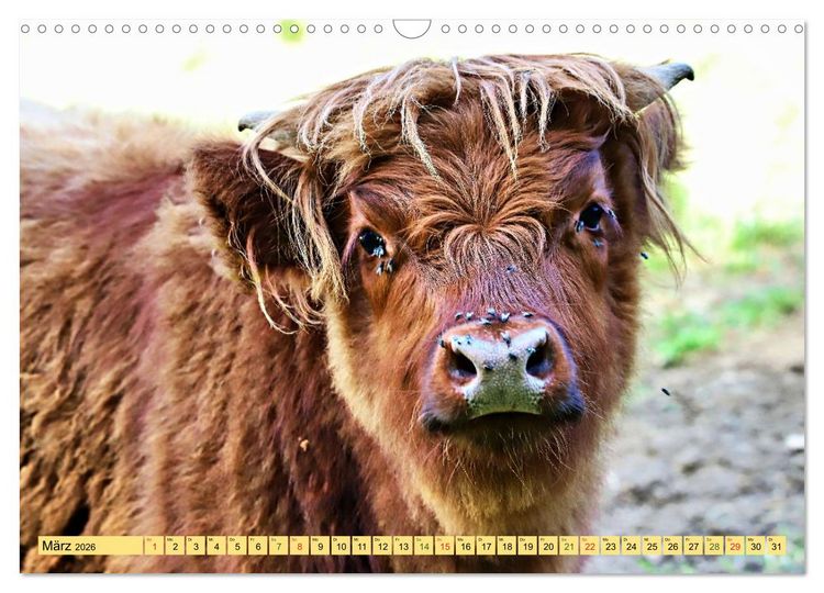 Produktbild: Highland Cattle, die Hochlandrinder aus Pfeffingen (Wandkalender 2026 DIN A3 quer), CALVENDO Monatskalender