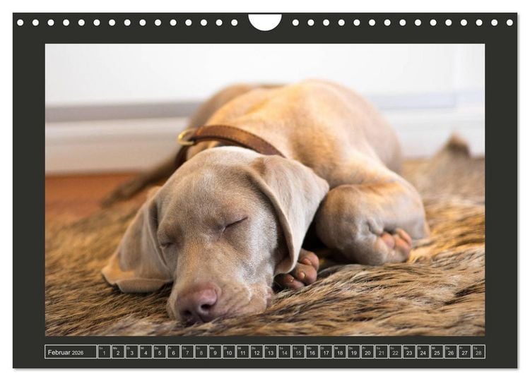 Produktbild: Weimaraner - Ein Welpenjahr (Wandkalender 2026 DIN A4 quer), CALVENDO Monatskalender