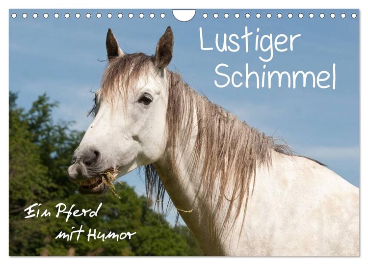 Produktbild: Lustiger Schimmel - ein Pferd mit Humor (Wandkalender 2026 DIN A4 quer), CALVENDO Monatskalender