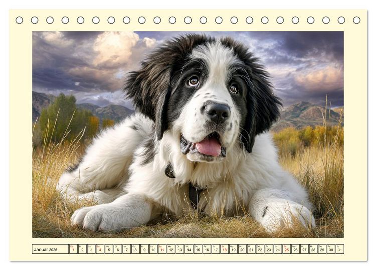 Produktbild: Landseer in der Natur. Majest&auml;tische und sanfte Hundeseelen (Tischkalender 2026 DIN A5 quer), CALVENDO Monatskalender