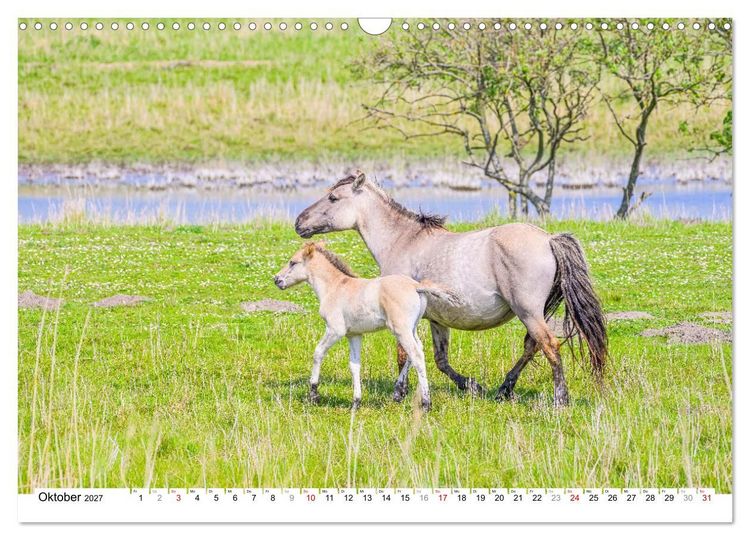 Produktbild: Ein Herz f&uuml;r Wildpferde (Wandkalender 2027 DIN A3 quer), CALVENDO Monatskalender