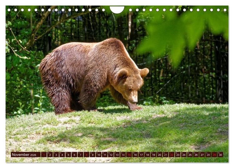 Produktbild: B&auml;ren. Unterwegs mit Meister Petz (Wandkalender 2026 DIN A4 quer), CALVENDO Monatskalender