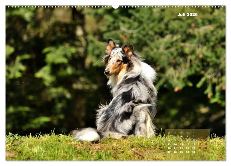 Produktbild: Collies? Was sonst! (hochwertiger Premium Wandkalender 2026 DIN A2 quer), Kunstdruck in Hochglanz