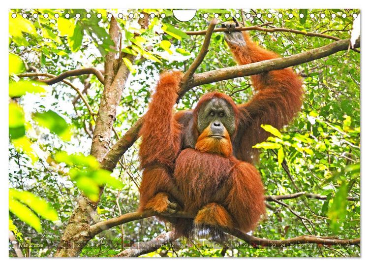 Produktbild: Orang Utans Sumatras Waldmenschen (Wandkalender 2026 DIN A4 quer), CALVENDO Monatskalender