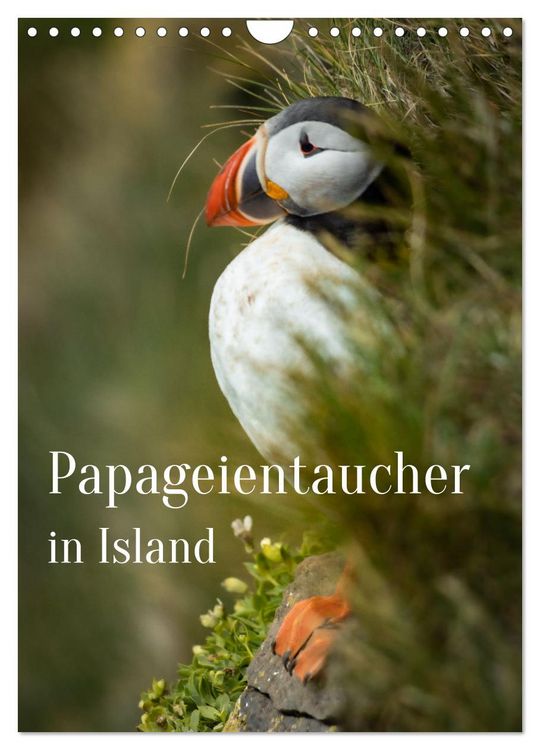 Produktbild: Papageientaucher in Island (Wandkalender 2026 DIN A4 hoch), CALVENDO Monatskalender