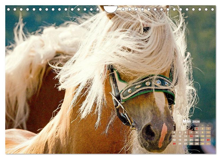 Produktbild: Haflinger: Die blonden Pferde von der Alm (Wandkalender 2026 DIN A4 quer), CALVENDO Monatskalender