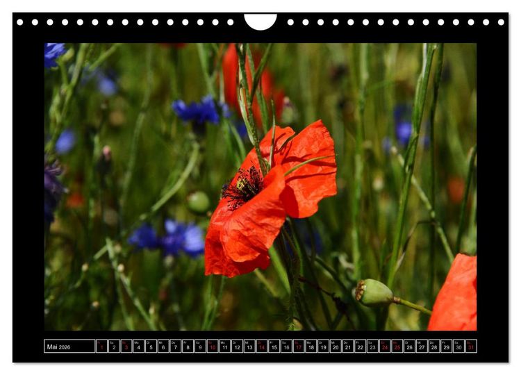 Produktbild: Roter Mohn, bunte Wiesen (Wandkalender 2026 DIN A4 quer), CALVENDO Monatskalender