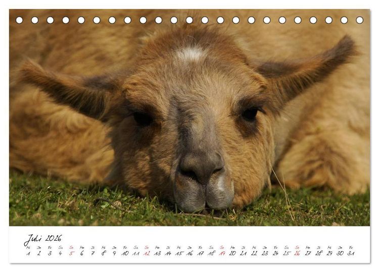 Produktbild: DIE LAMAS VON DER LAHN (Tischkalender 2026 DIN A5 quer), CALVENDO Monatskalender