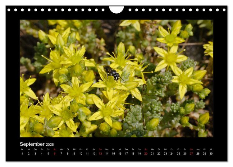 Produktbild: Die Wildbienen Deutschlands (Wandkalender 2026 DIN A4 quer), CALVENDO Monatskalender