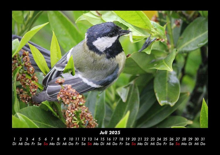 Produktbild: Welt der V&ouml;gel 2025 Fotokalender DIN A3