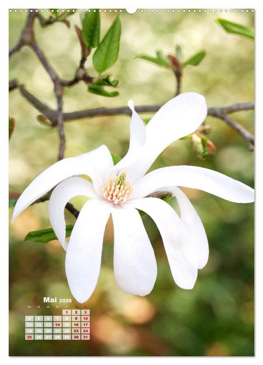 Produktbild: Magnolien Ein Fr&uuml;hlingstraum (hochwertiger Premium Wandkalender 2026 DIN A2 hoch), Kunstdruck in Hochglanz