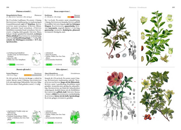 Die Flora von Deutschland. Alle heimischen Arten" online kaufen