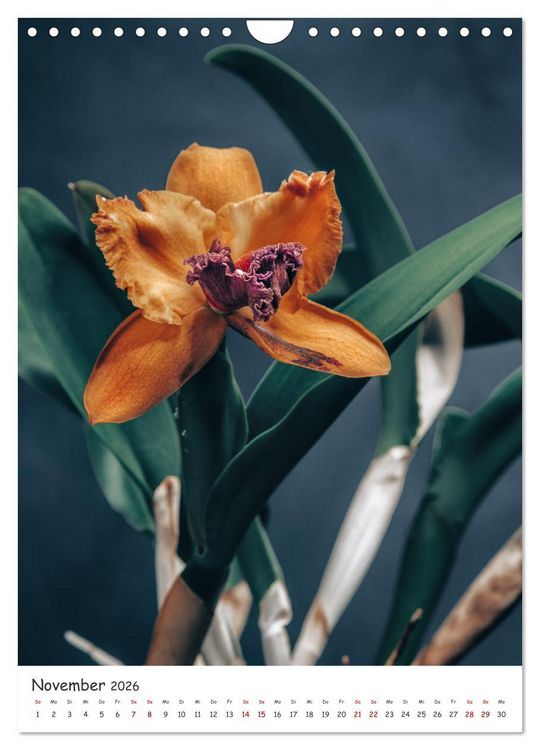 Produktbild: Orchideen Zauber (Wandkalender 2026 DIN A4 hoch), CALVENDO Monatskalender