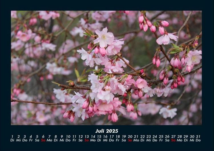Produktbild: Blumenkalender 2025 Fotokalender DIN A4