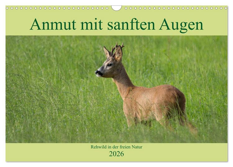 Produktbild: Anmut mit sanften Augen - Rehwild in der freien Natur (Wandkalender 2026 DIN A3 quer), CALVENDO Monatskalender