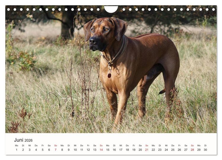 Produktbild: Rhodesian Ridgeback Sch&ouml;nheit aus Afrika (Wandkalender 2026 DIN A4 quer), CALVENDO Monatskalender