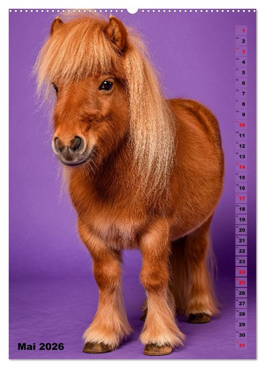 Produktbild: Das Leben ist ein Ponyhof - Zwergponys im Studiolicht (Wandkalender 2026 DIN A2 hoch), CALVENDO Monatskalender