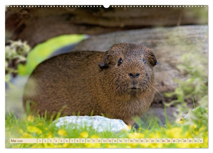 Produktbild: MEERSCHWEINCHEN neugierig - s&uuml;&szlig; - liebenswert (Wandkalender 2026 DIN A2 quer), CALVENDO Monatskalender