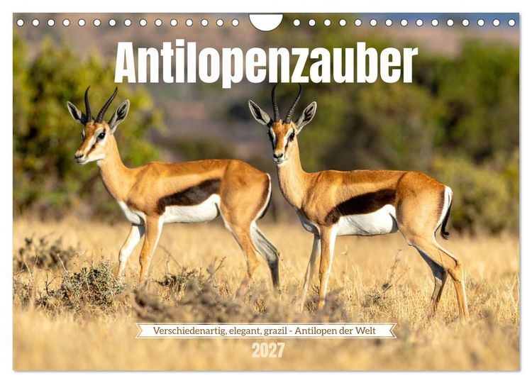 Produktbild: Antilopenzauber (Wandkalender 2027 DIN A4 quer), CALVENDO Monatskalender