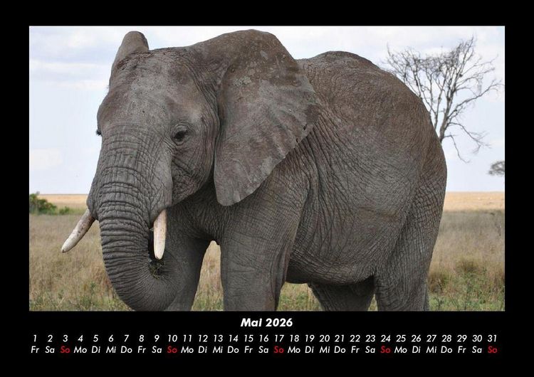 Produktbild: Elefanten - Die sanften Riesen Afrikas 2026 Fotokalender DIN A3
