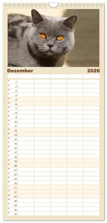 Produktbild: Familienplaner 2026 - B&auml;rige Schmusetiger - Britisch Kurzhaar Katzen mit 5 Spalten (Wandkalender, 21 x 45 cm) CALVENDO