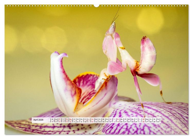 Produktbild: Die Orchideen Gottesanbeterin (Wandkalender 2026 DIN A2 quer), CALVENDO Monatskalender
