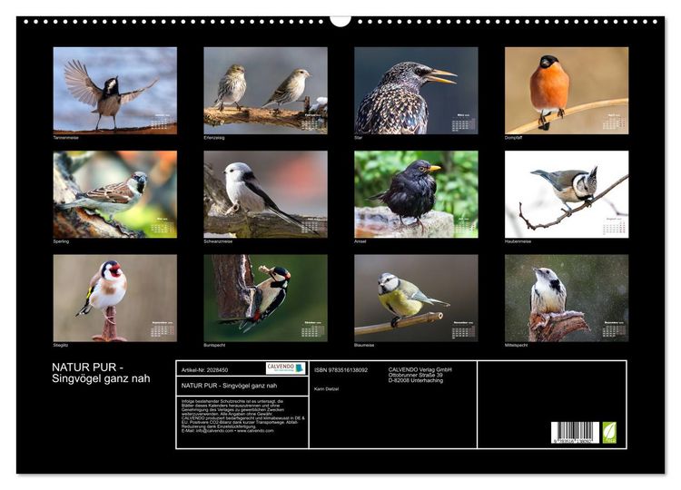 Produktbild: NATUR PUR - Singv&ouml;gel ganz nah (Wandkalender 2026 DIN A2 quer), CALVENDO Monatskalender